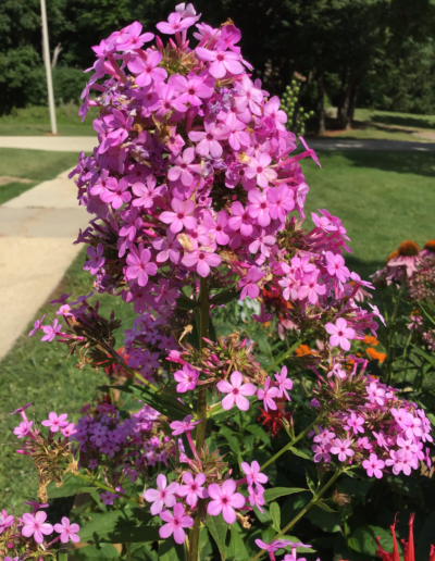 Phlox purple flowers