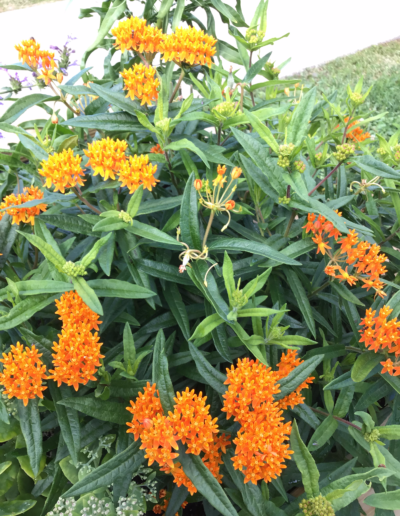 Butterfly Wee is a distinctive bright orange cluster of flowers, with some variation in flower color, from deep red-orange to yellow.