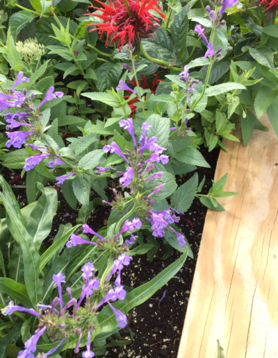 Catmint is a plant with lavender-blue flowers amid mounds of gray-green foliage