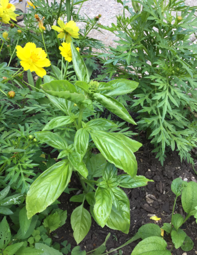 Basil is a warm-weather, fragrant herb that tastes great in many dishes—including the beloved homemade pesto!