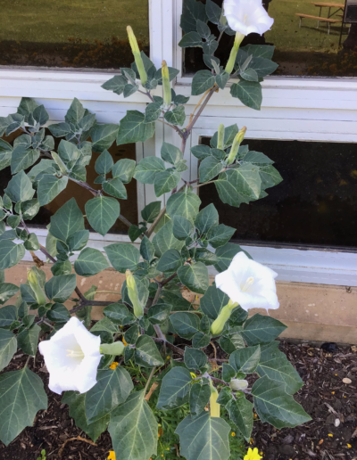 This white flower is called the Datura stramonium, known by the common names thorn apple, jimsonweed (jimson weed) or devil's snare,[2] is a plant species in the nightshade family and datura genus.