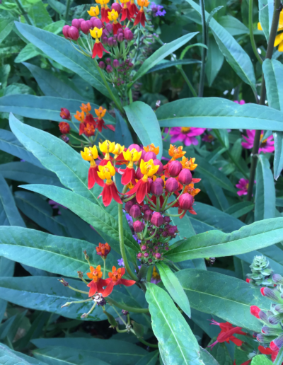 Topical milkweed has a variety of rainbow colored blooms and large, long green leaves. Attracts monarch butterflies.