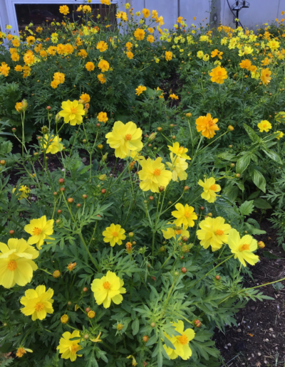 Yellow and orange Cosmos sulphureus is an annual that is easily grown in average, medium moisture, well-drained soils in full sun.