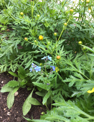 Blue Cynoglossum amabile, the Chinese hound's tongue or Chinese forget-me-not, is a species of flowering plant in the family