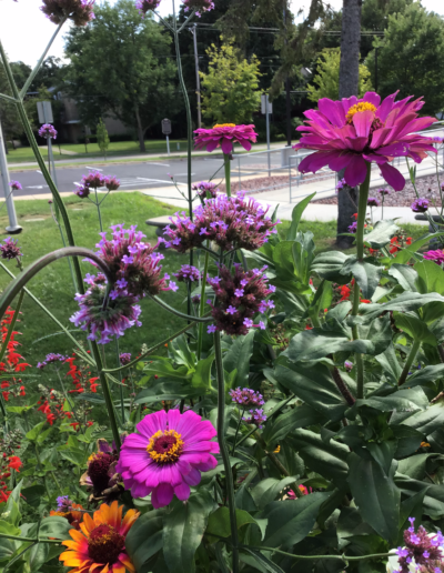 Verbena flowers are called “verbena on a stick.” Clusters of tiny lavender flowers appear above the tall, thin square stems in late spring and continue to bloom throughout the summer into fall.