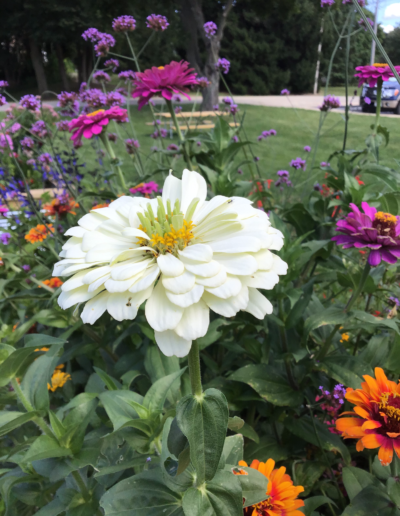 Zinnia is a genus of plants of the sunflower tribe within the daisy family have a variety of bright and bold colors.