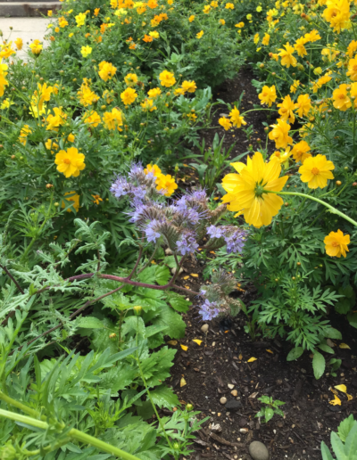 Lacy phacelia is a purple flower is a leggy wildflower with a bloom that looks similar to a thistle.