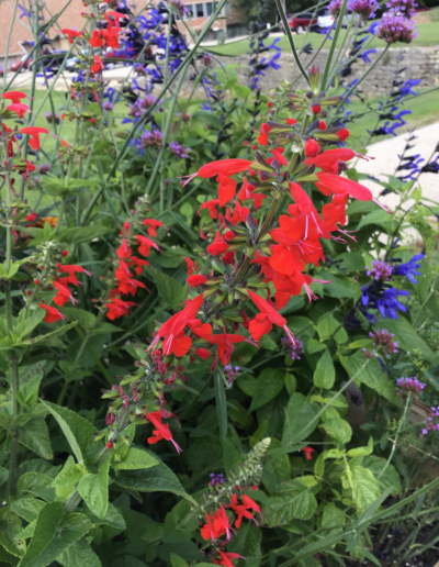 Common name of "scarlet sage," many people refer to the plants simply as "red salvia." They are members of the mint family.