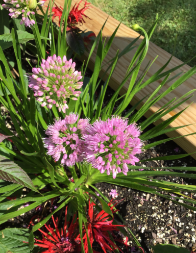 Allium giganteum, commonly called giant purple onion, is perhaps the tallest of the ornamental onions.