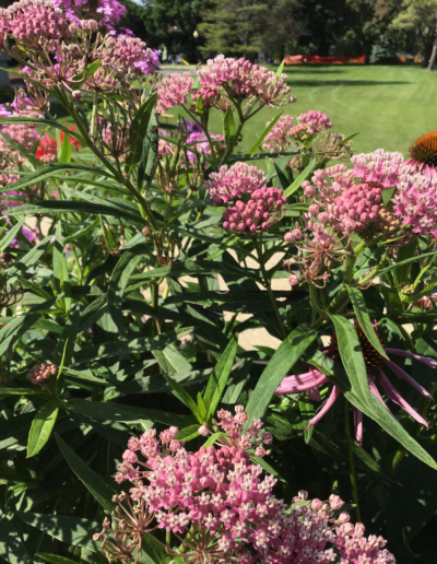 Marsh milkweed are deep pink flowers clustered at the top of a tall, branching stem, bearing numerous narrow, lanceolate leaves.