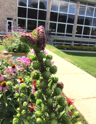 Liatris plant is a summer-blooming perennial with grassy foliage and fuzzy, bottle-brush flowers.