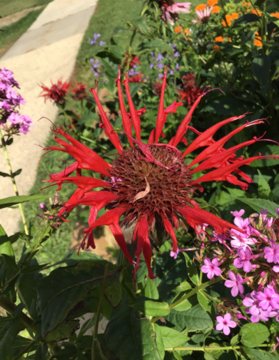 Monarda plants (Bee Balm) are very distinctive, brightly colored flower-heads that are asymmetrical