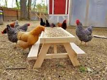 Chicnic table resembles a tiny picnic table with chicken feed on top for chickens to peck at