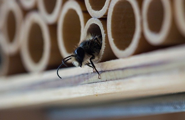 An up close of a bee inside a homemade bee habitat.