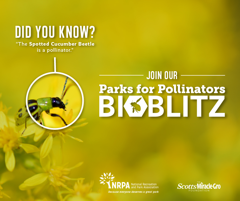 Yellow Parks for Pollinators BioBlitz logo