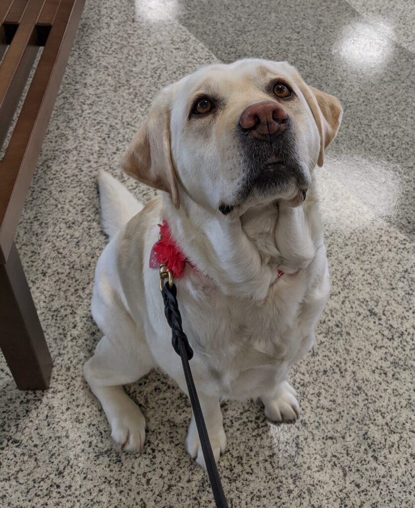 Picture of grown yellow Labrador Retriever.