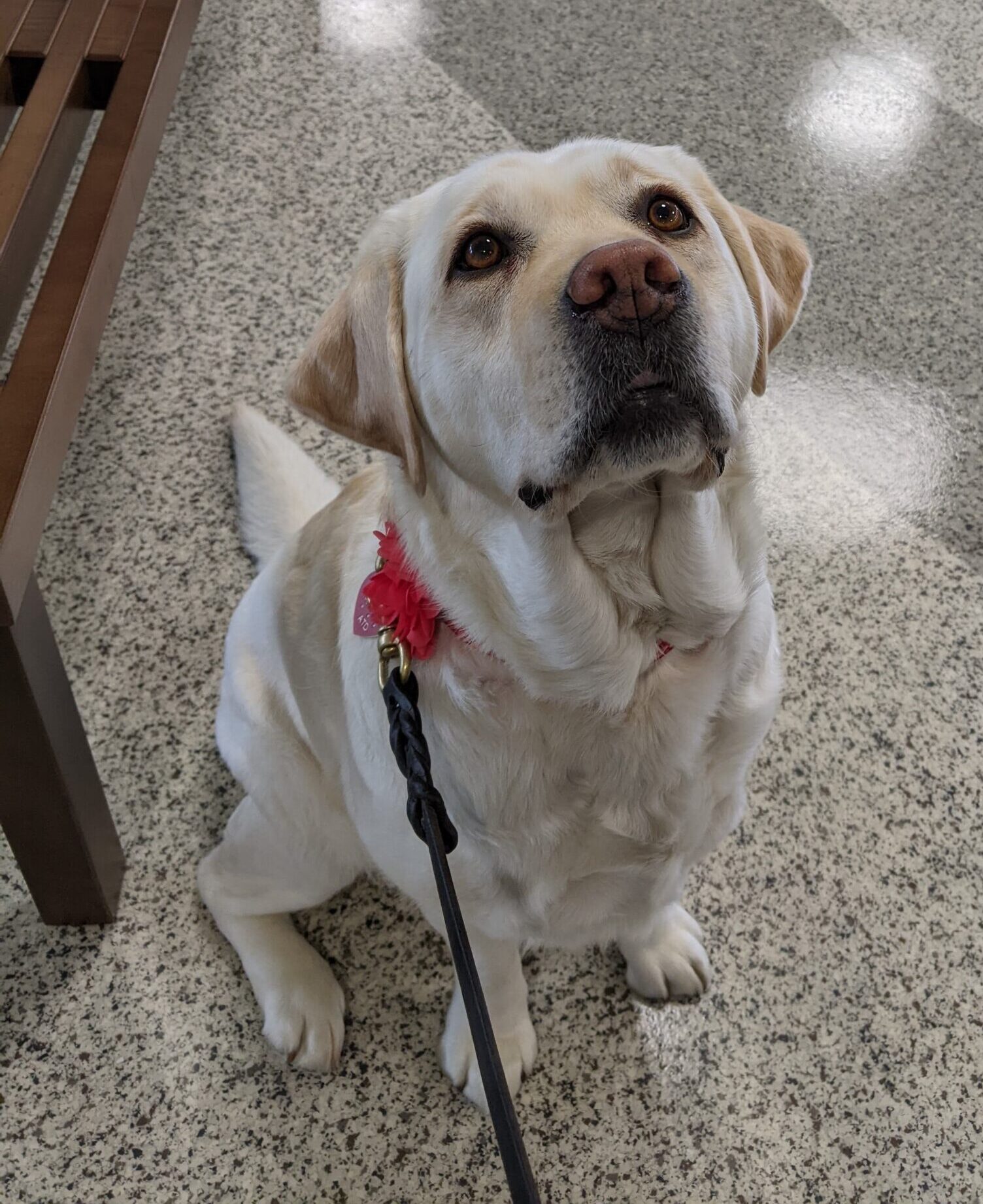 Picture of grown yellow Labrador Retriever.