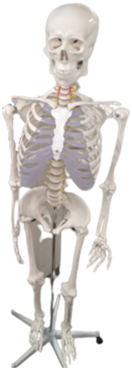 Image of a fake human skeleton used for display. and learning