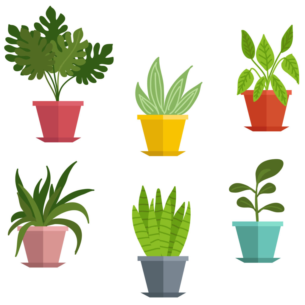 6 illustrations of different house plants in colorful pots.