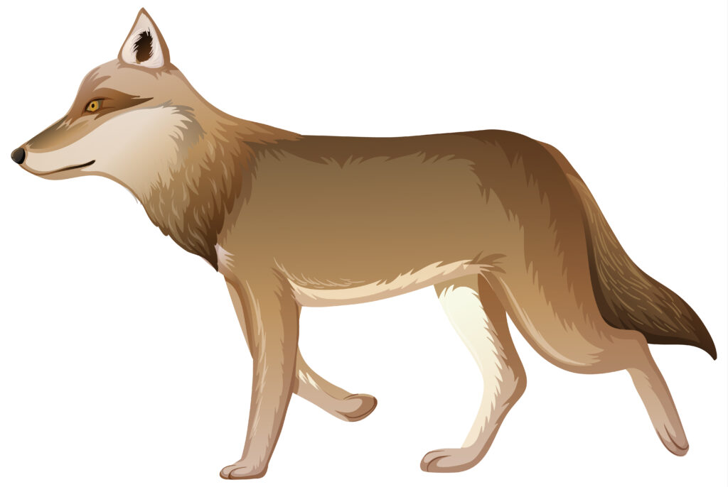 Illustrated side view of a wolf.