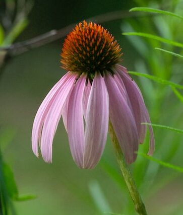 Purple cone flower.