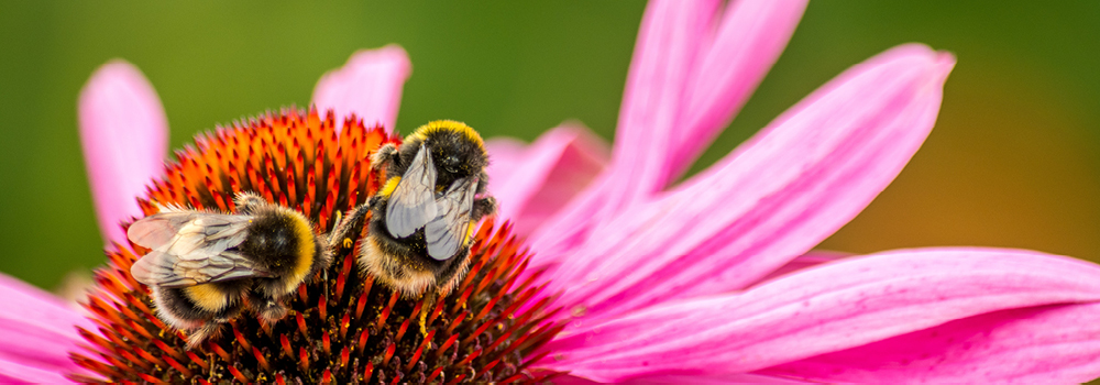 Bees on an echinacea flower.