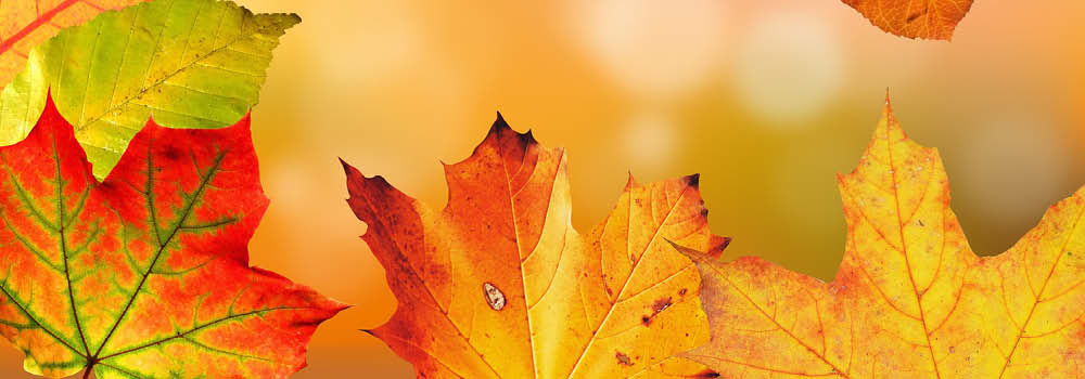 featured image - newsletter fall Fall foilage