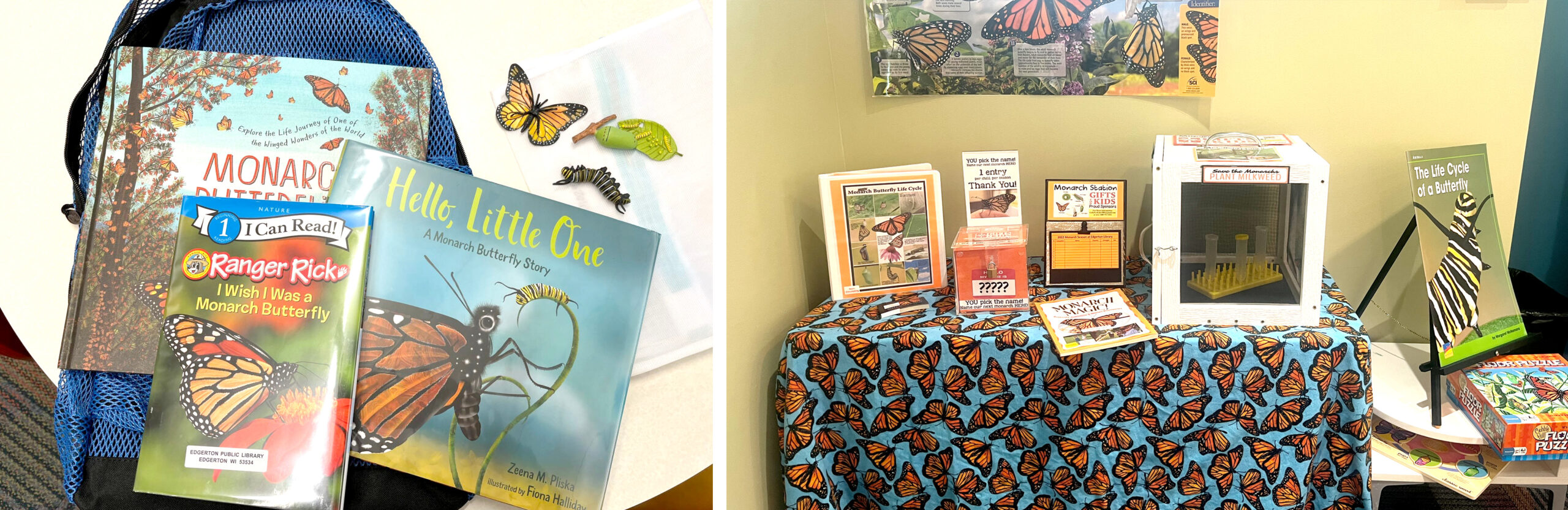 Monarchs - EPL Monarch butterfly displays in the kids' area of Edgerton Public Library.